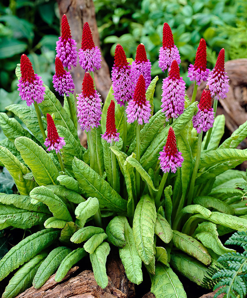 Primula vialii